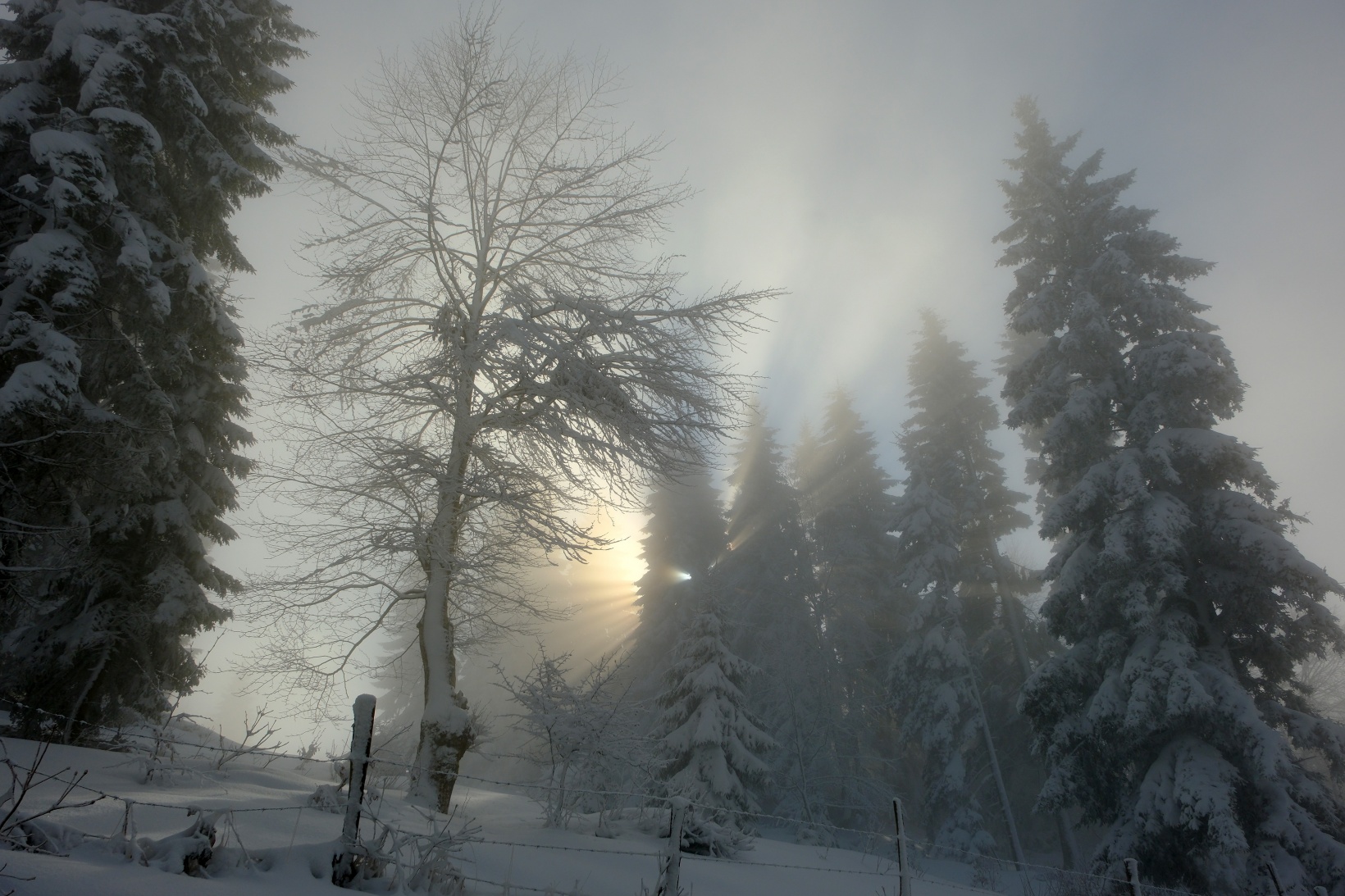 Tohtamur Yaylasında masalsı kış yürüyüşü 13
