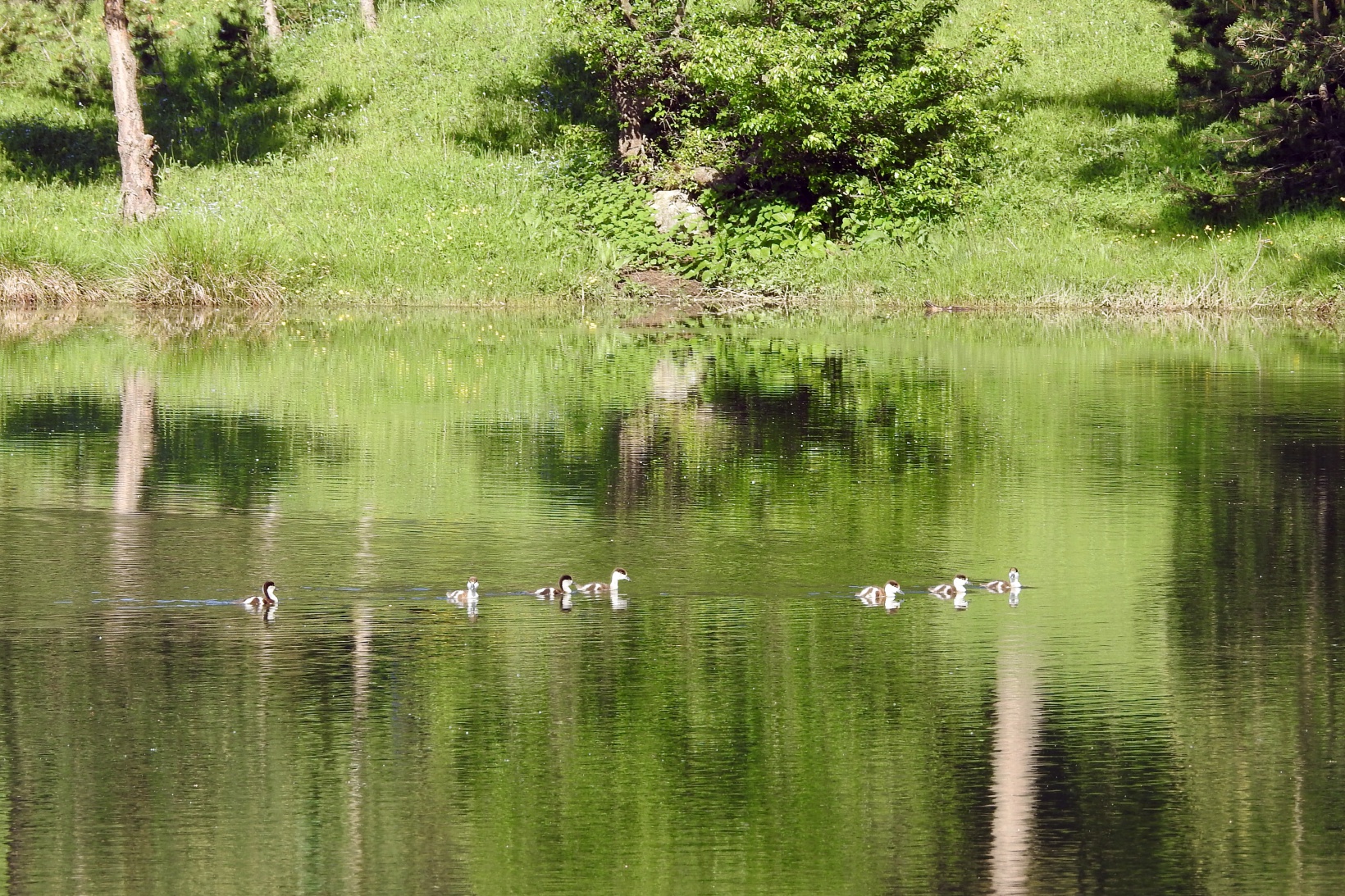 Gümüşhaneli doğaseverler Altınpınar Gölünde kamp kurdu 28