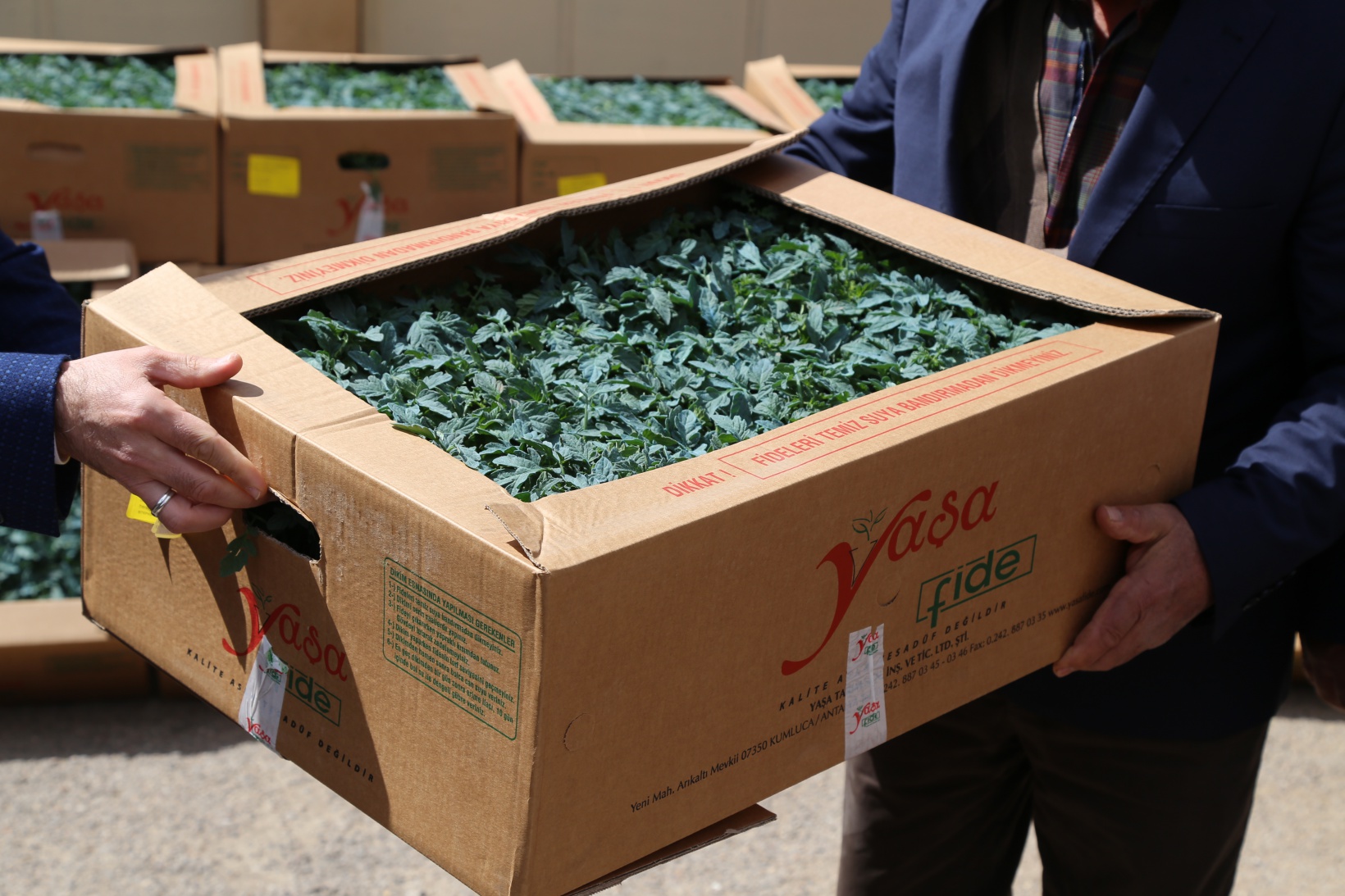 Gümüşhane’de üreticilere 150 bin sebze fidesi dağıtıldı 11