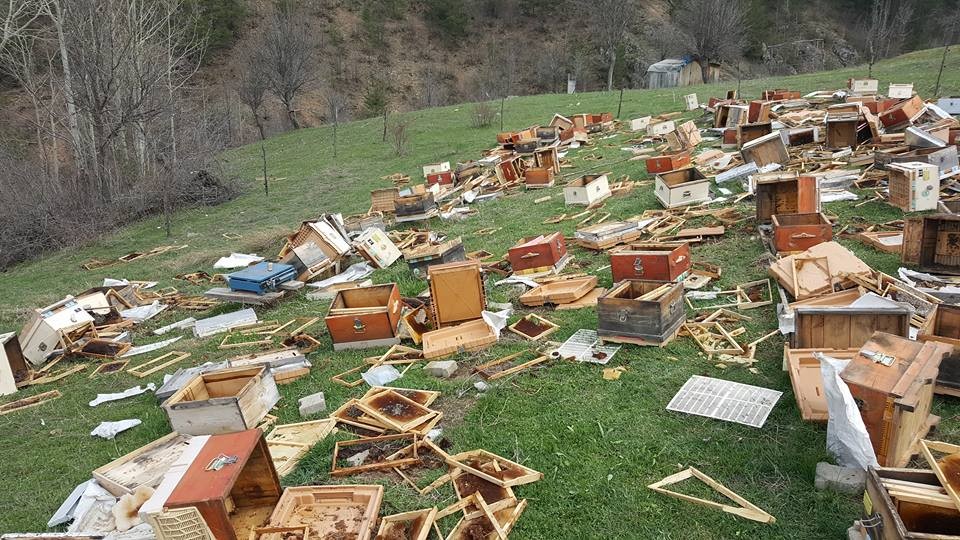 Ayılar sahaya indi... 3