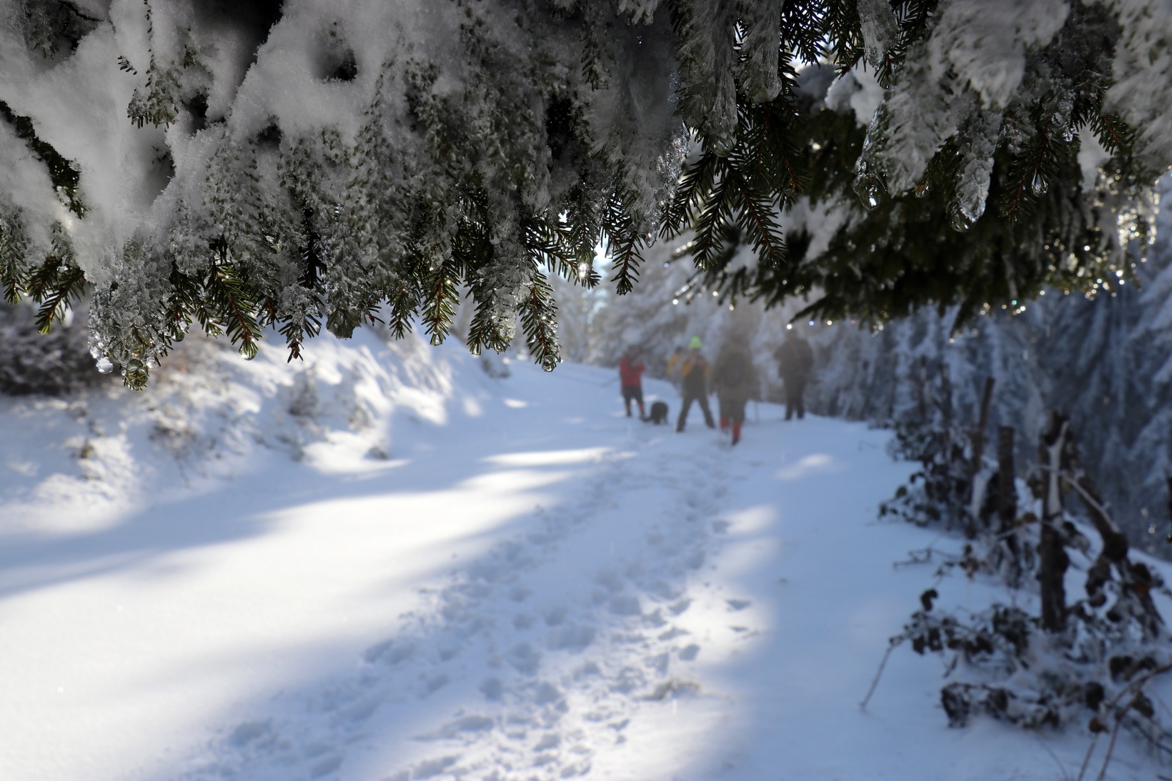 Tohtamur Yaylasında masalsı kış yürüyüşü 5