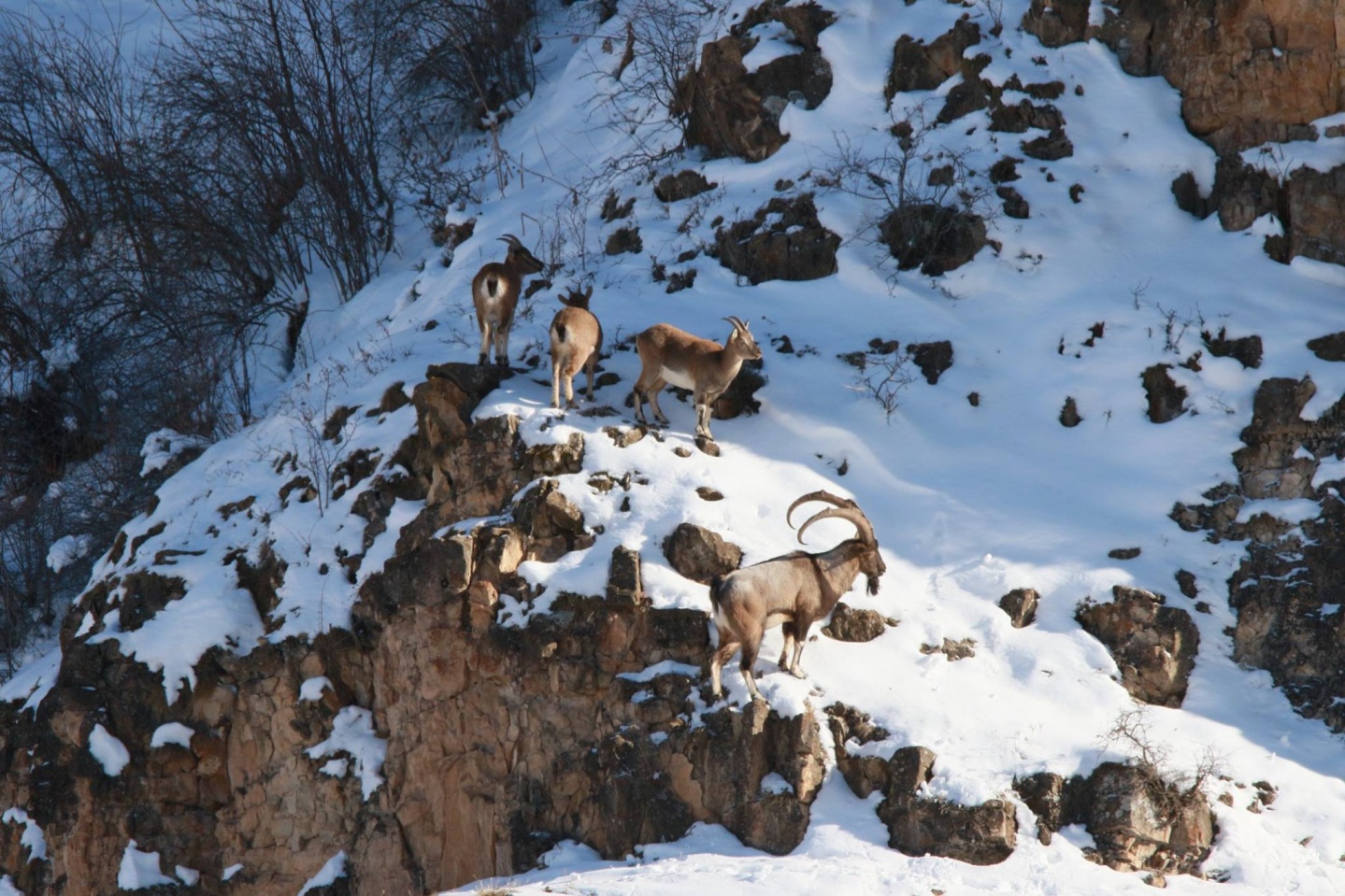 Gençler yaban hayatını gözlemledi, yem bıraktı 5