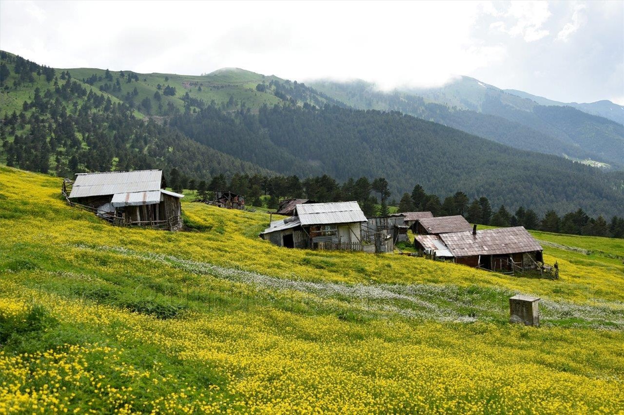 Gümüşhane'nin Bitki Sayısı ve Çeşidinde Artış 1