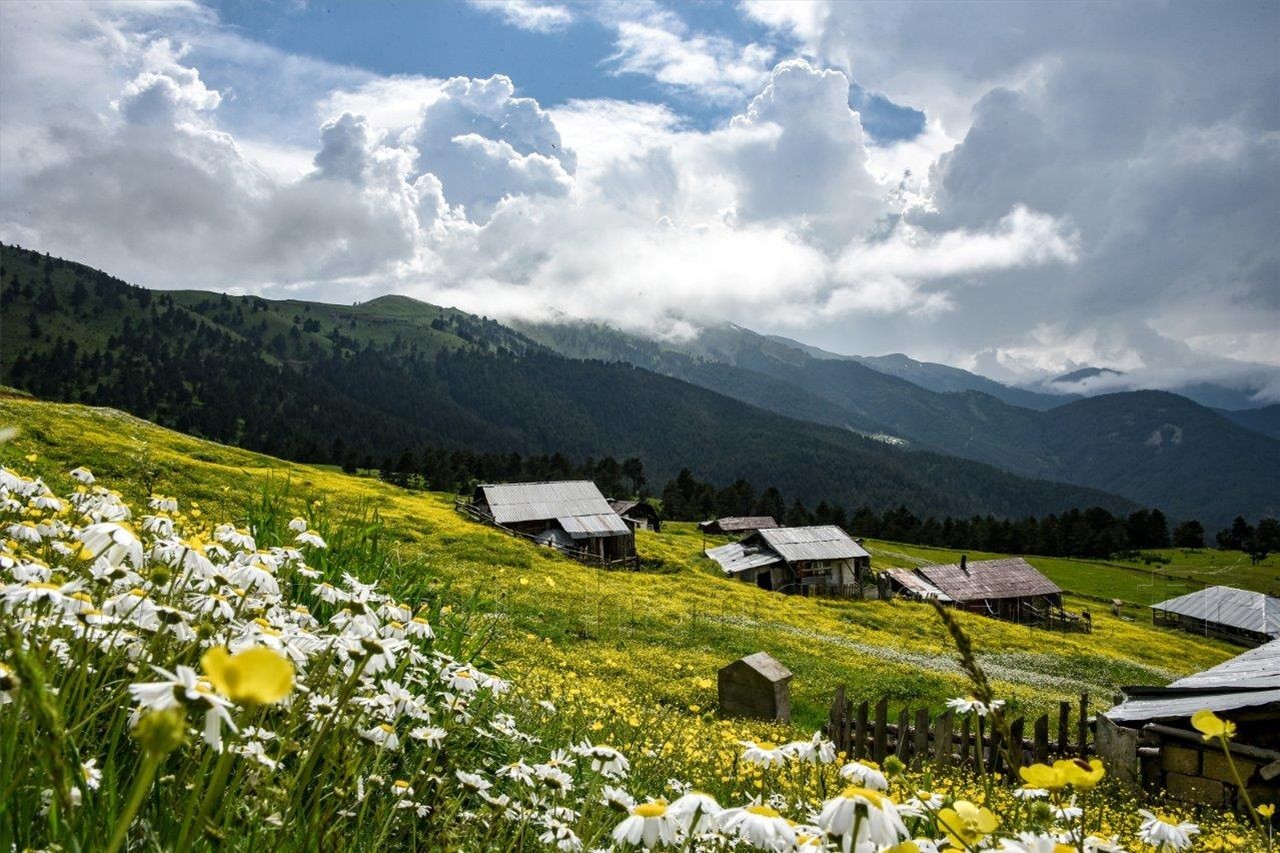 Gümüşhane'nin Bitki Sayısı ve Çeşidinde Artış 2