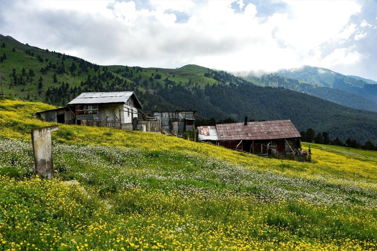 Gümüşhane'nin Bitki Sayısı ve Çeşidinde Artış 4