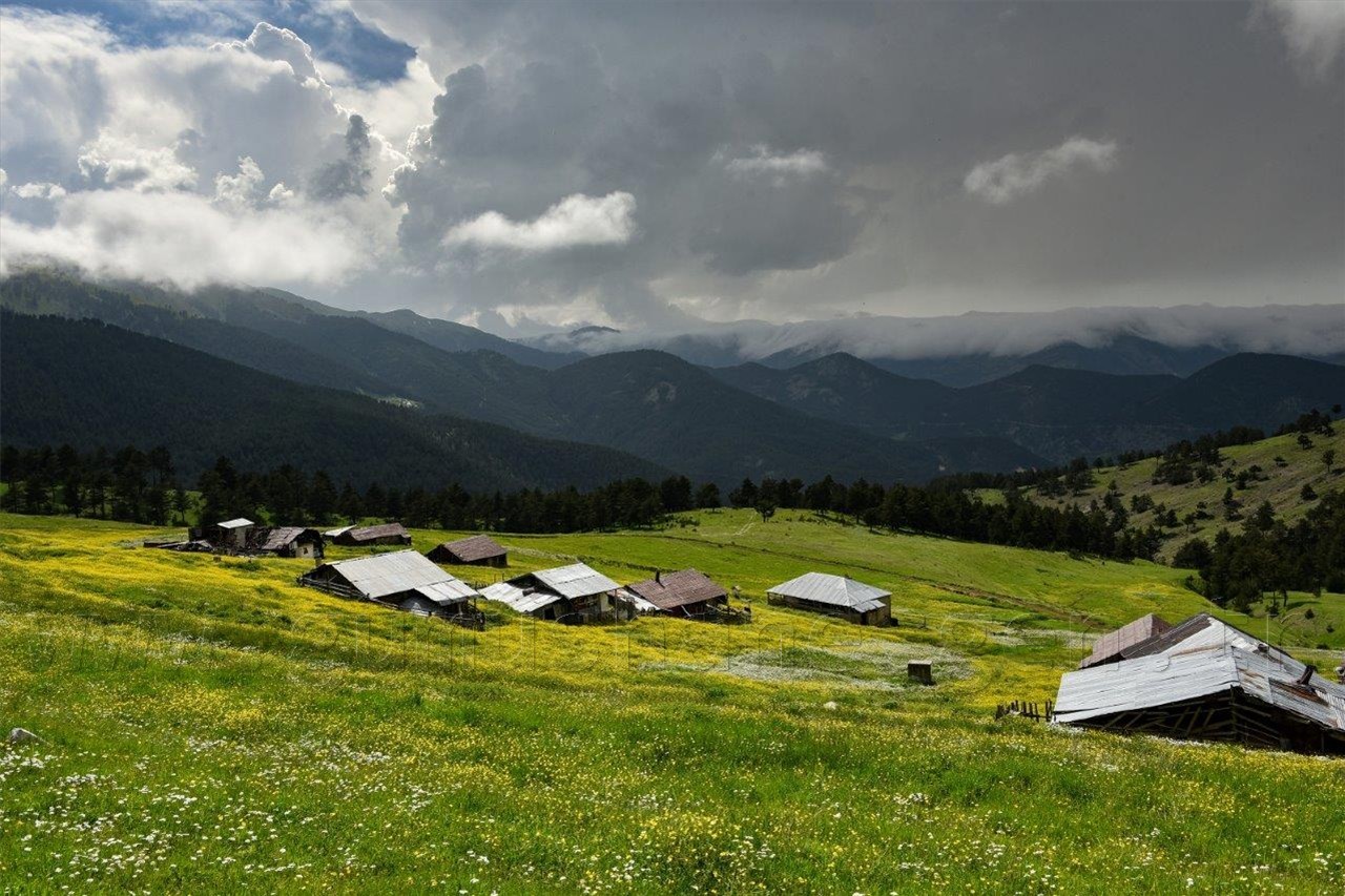 Gümüşhane'nin Bitki Sayısı ve Çeşidinde Artış 6