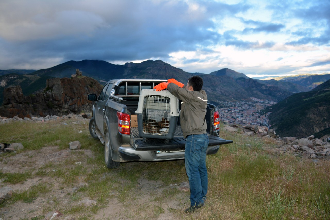 Gümüşhane’de kızıl şahin yakalandı 1