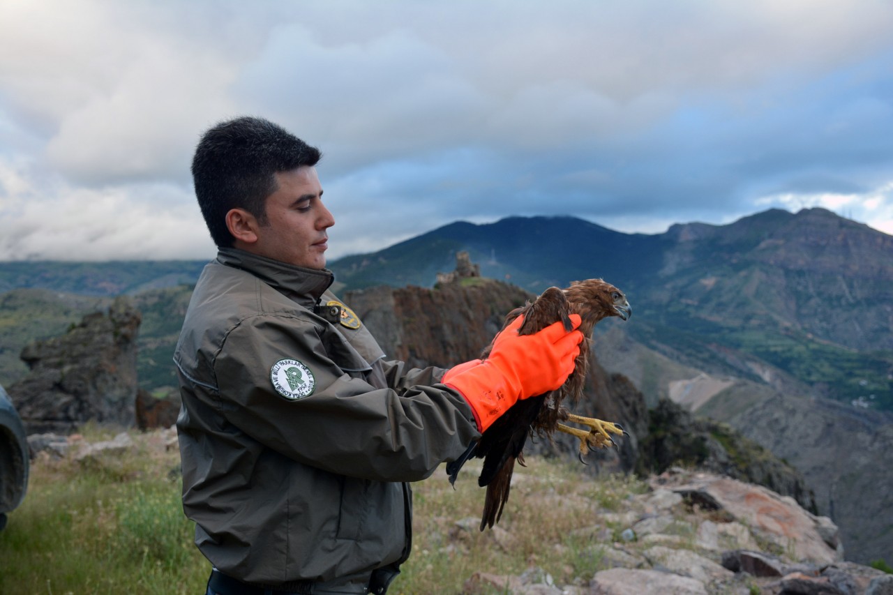 Gümüşhane’de kızıl şahin yakalandı 2