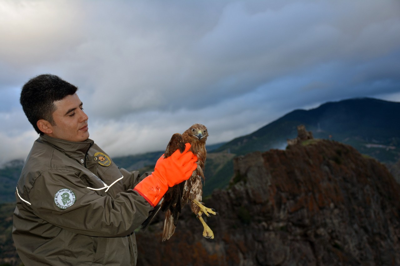 Gümüşhane’de kızıl şahin yakalandı 3