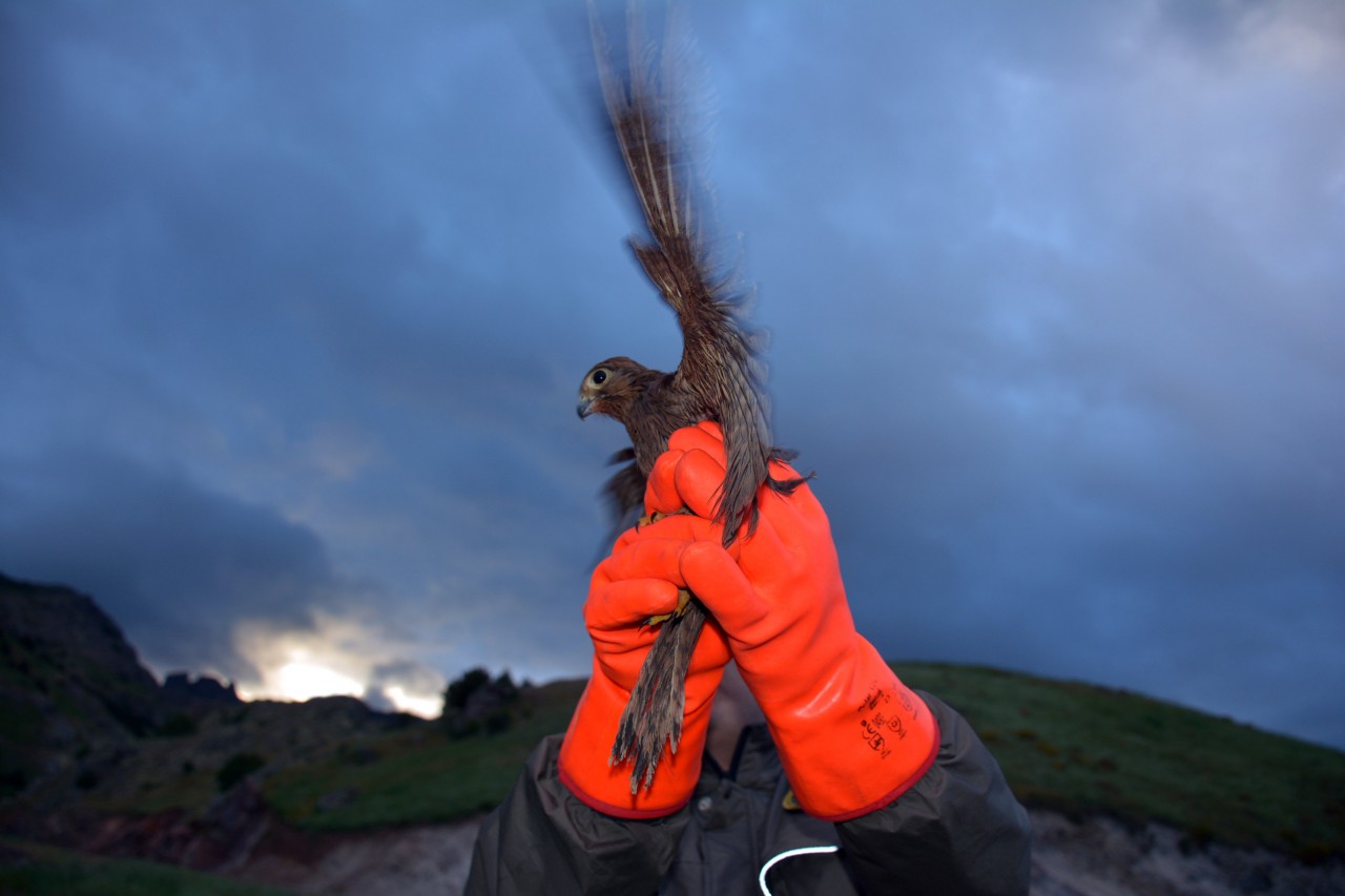 Gümüşhane’de kızıl şahin yakalandı 4