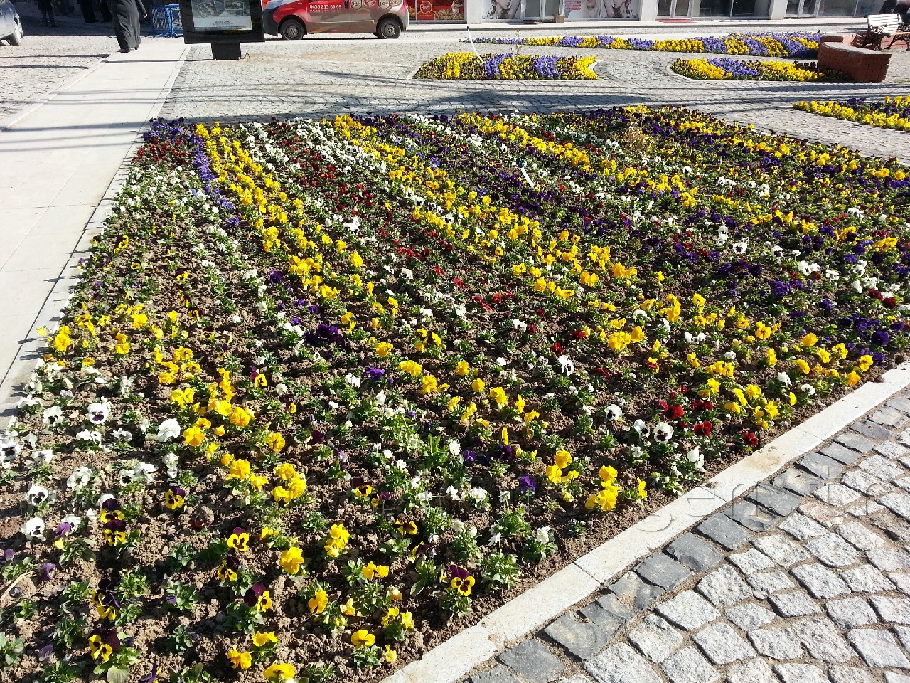 Gümüşhane'de Rengarenk Çiçeklerle Erken Bahar Havası 1