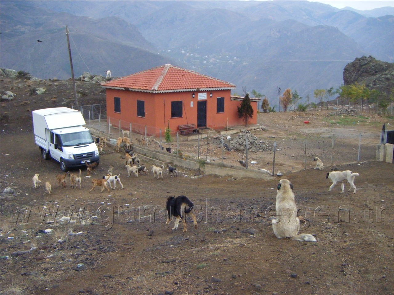 Sokak Köpekleri Yemek Artıklarıyla Besleniyor 1