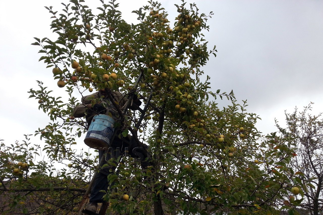 Gümüşhane'de Elma Hasadı Başladı 1