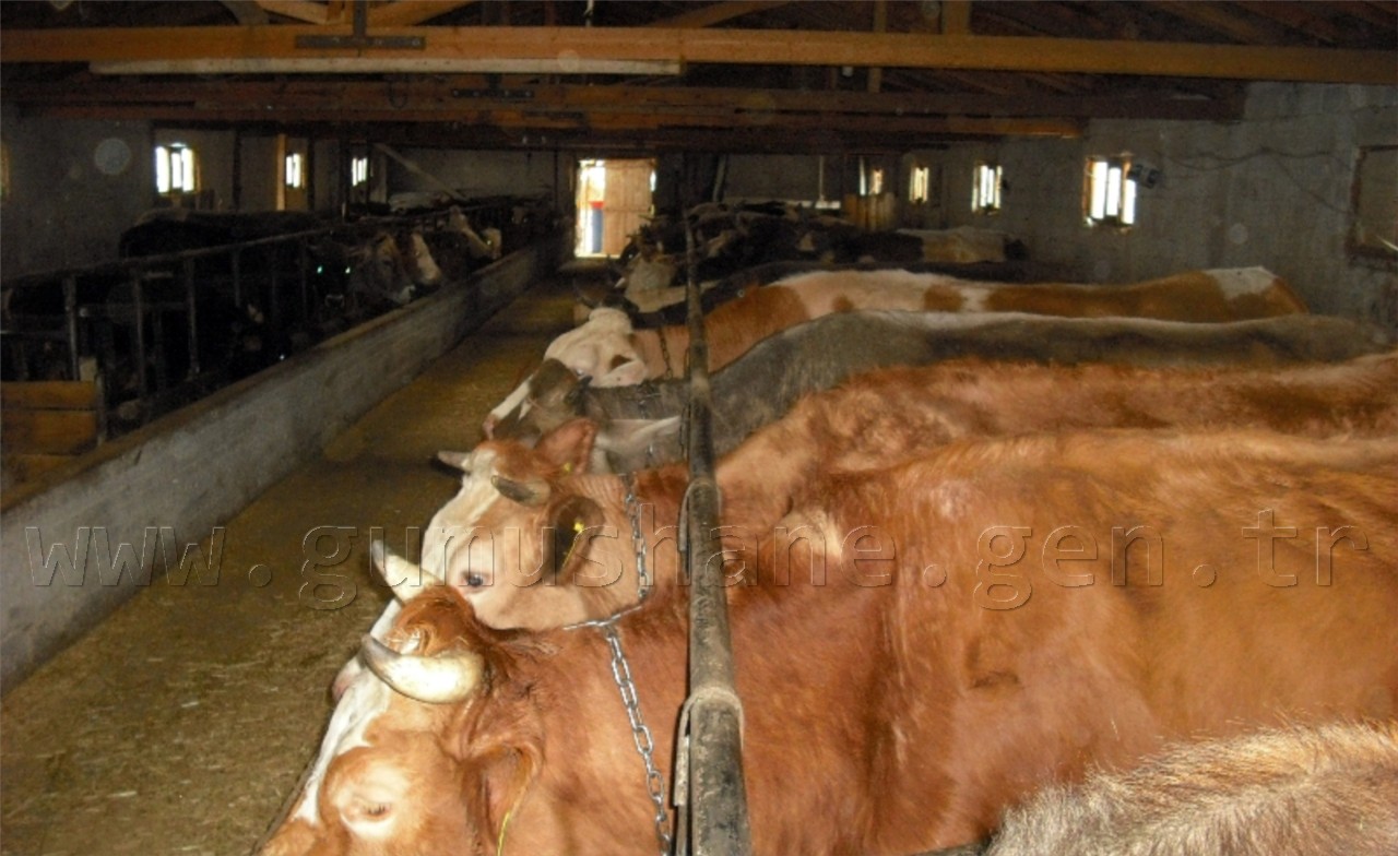 'Güvemli’de katliam istemiyoruz!' 5