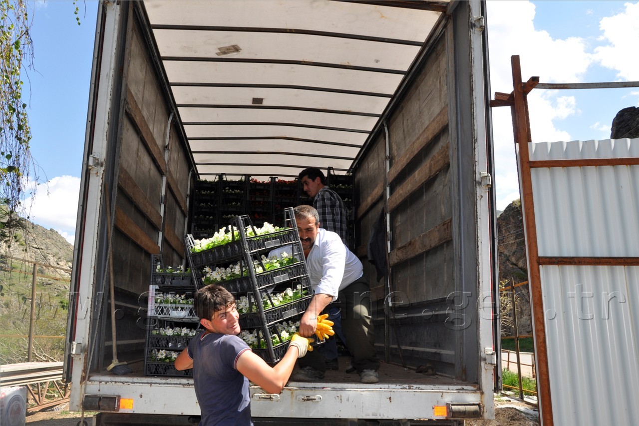 Gümüşhane Belediyesi çiçek dikim çalışmalarına başladı 1