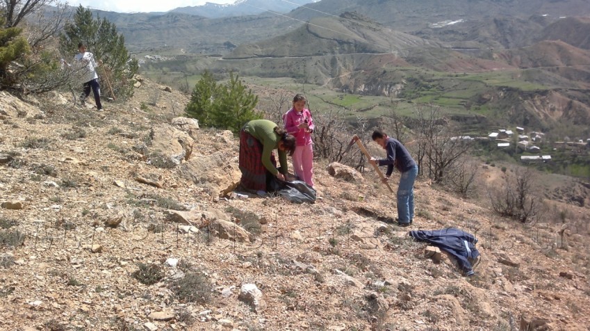 Tekke Gençlik ve Spor Kulübünden Fidan Dikimi 2