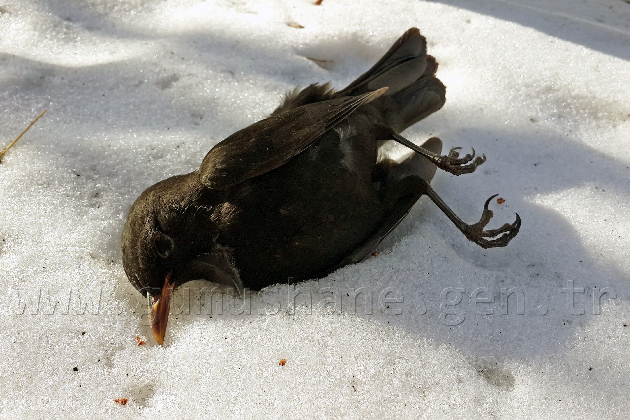 Kuşlar Ölüyor... 1