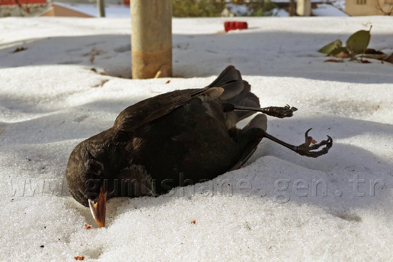 Kuşlar Ölüyor... 2