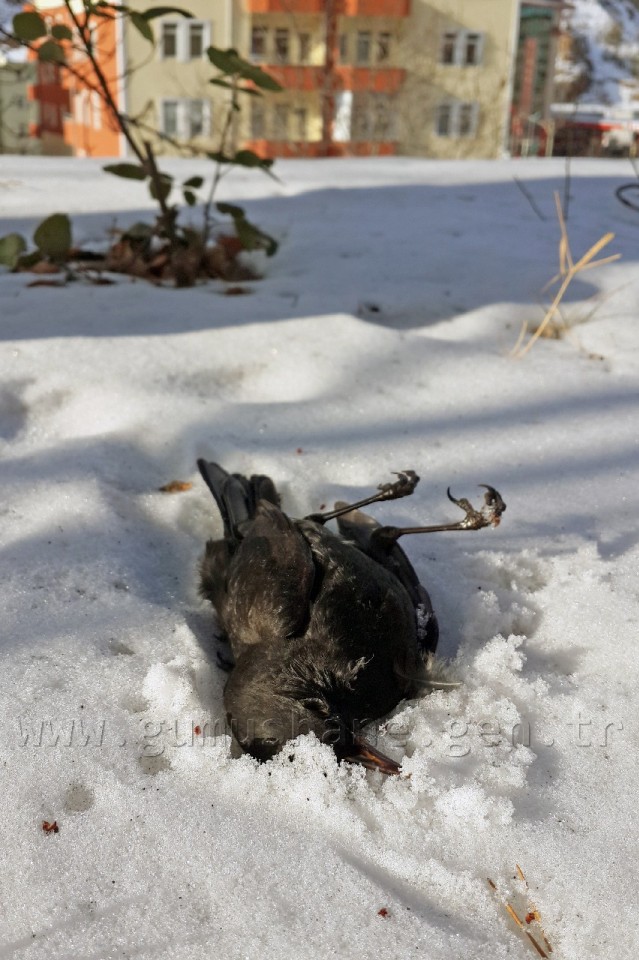 Kuşlar Ölüyor... 3