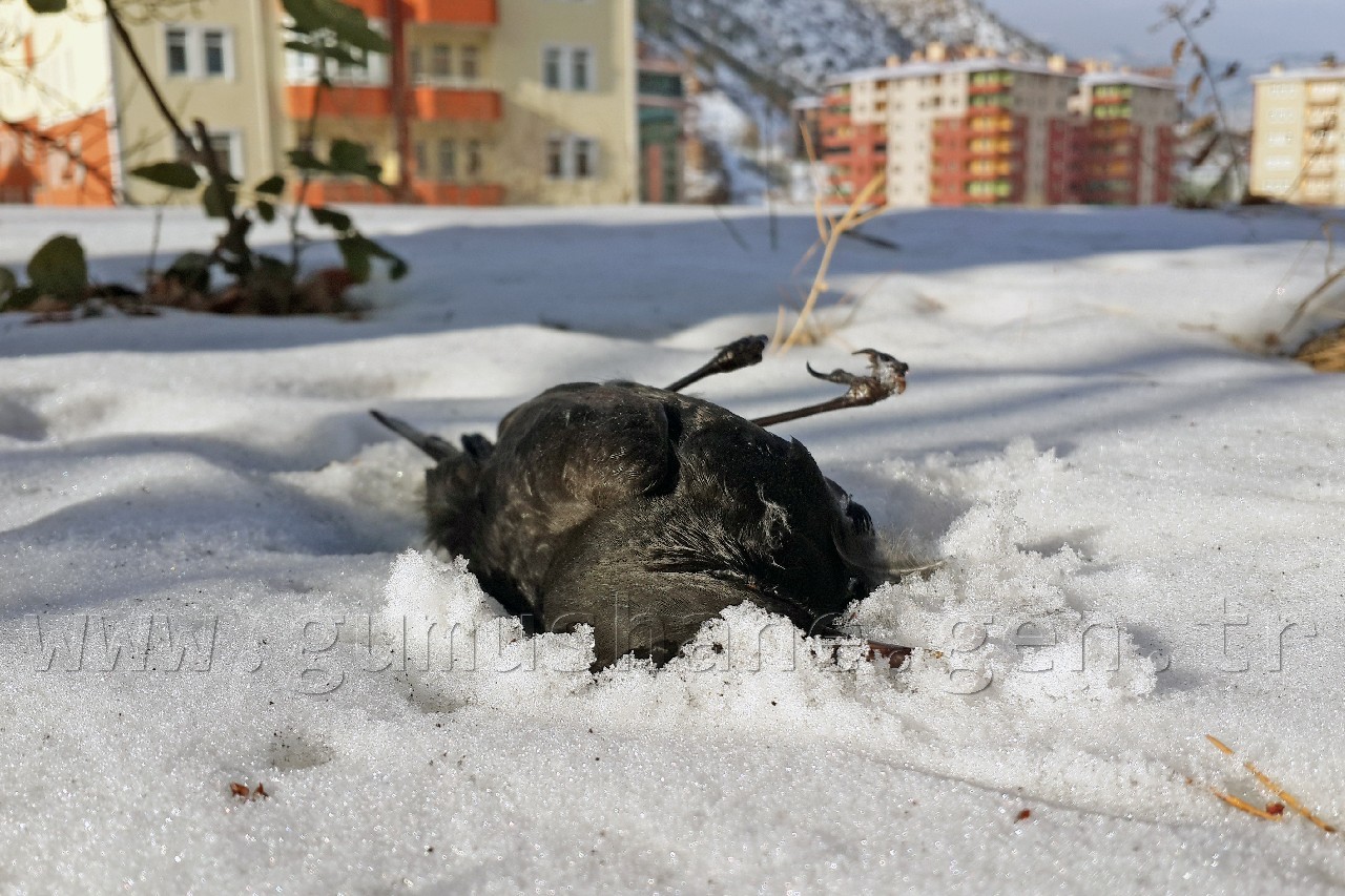 Kuşlar Ölüyor... 4