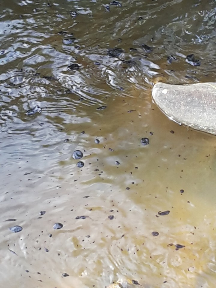 Harşite Kimyasal mı Karışıyor? 1