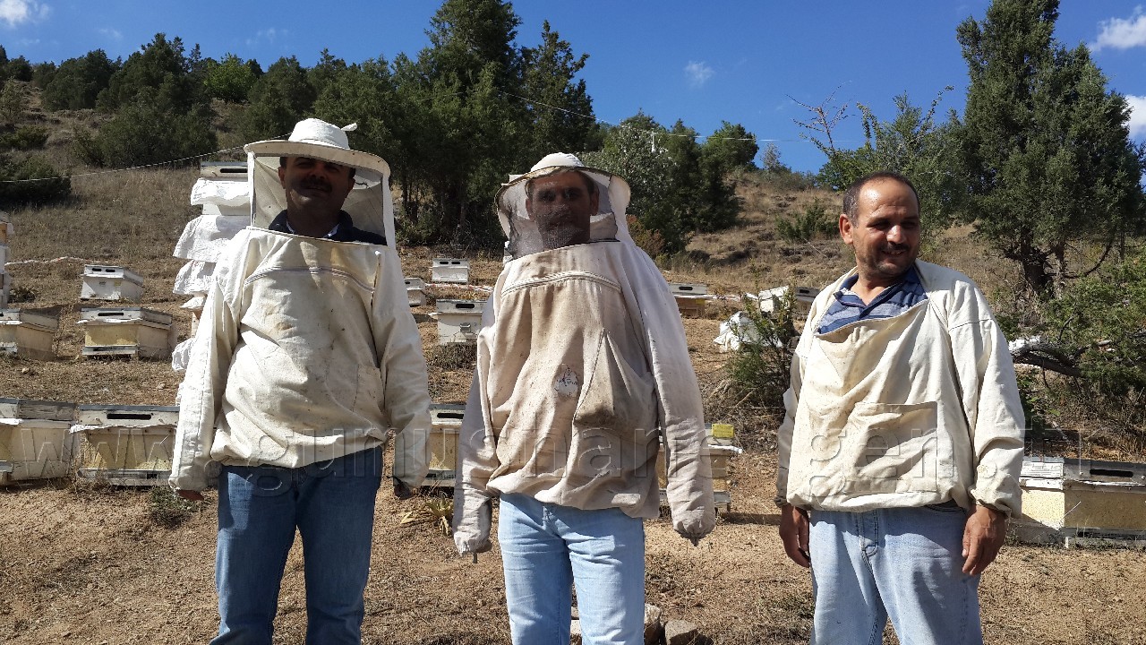 Kaymakam Gazel Kelkit’te İlk Bal Hasadını Yaptı 1