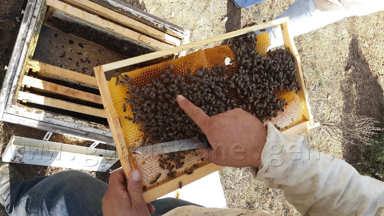 Kaymakam Gazel Kelkit’te İlk Bal Hasadını Yaptı 3