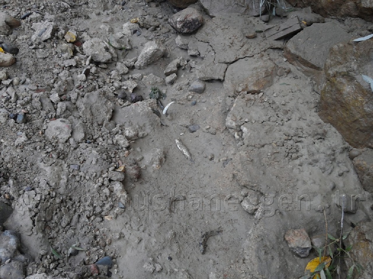 Harşit'te Katliam Devam Ediyor 4