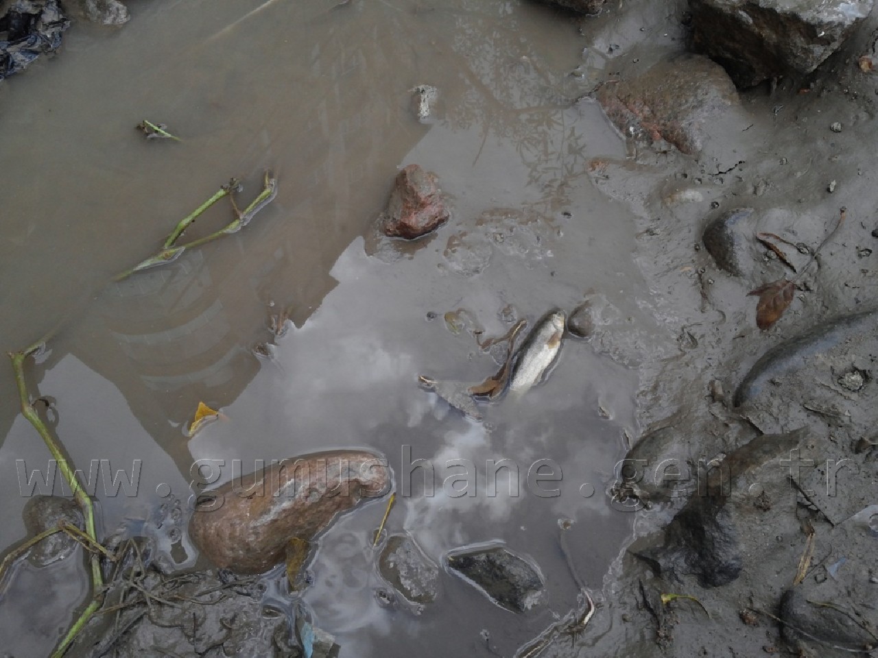 Harşit'te Katliam Devam Ediyor 5