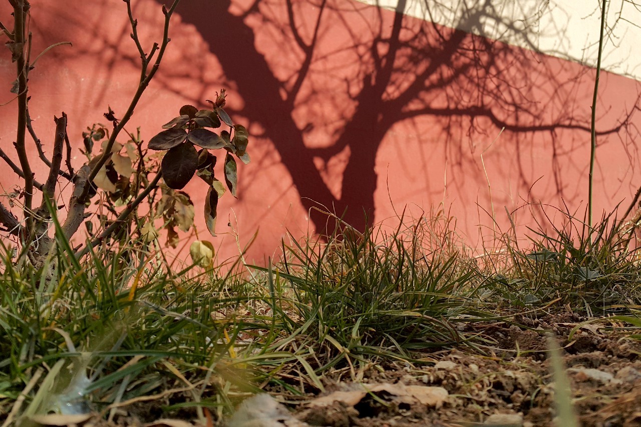 Gümüşhane'ye yalancı bahar geldi 4