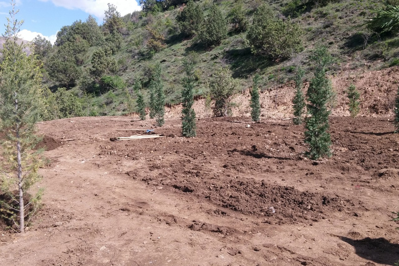 Gümüşhane’de anneler için 2016 fidan 11