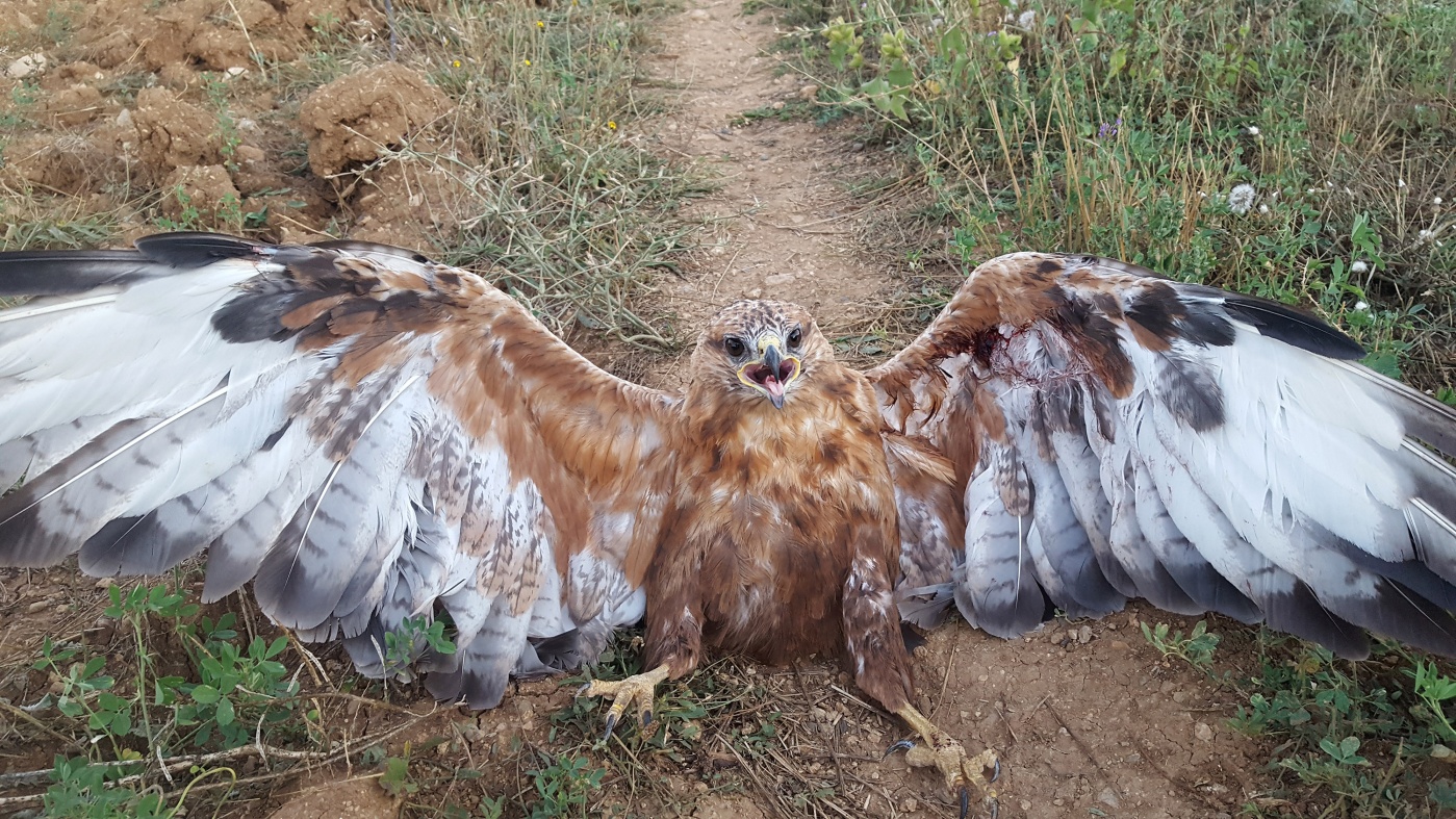 Kelkit’te yaralı kartal bulundu 3