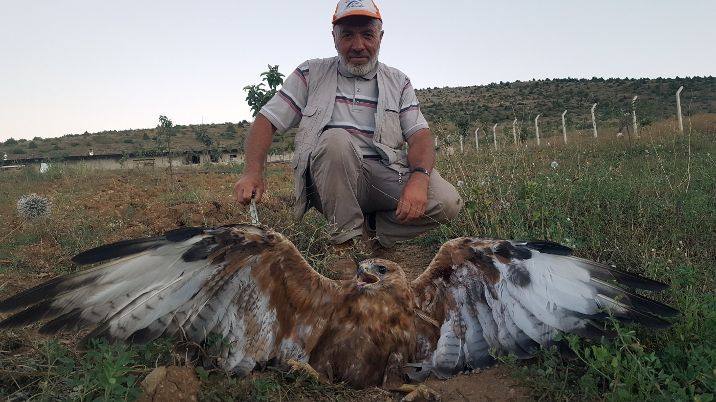 Kelkit’te yaralı kartal bulundu 1