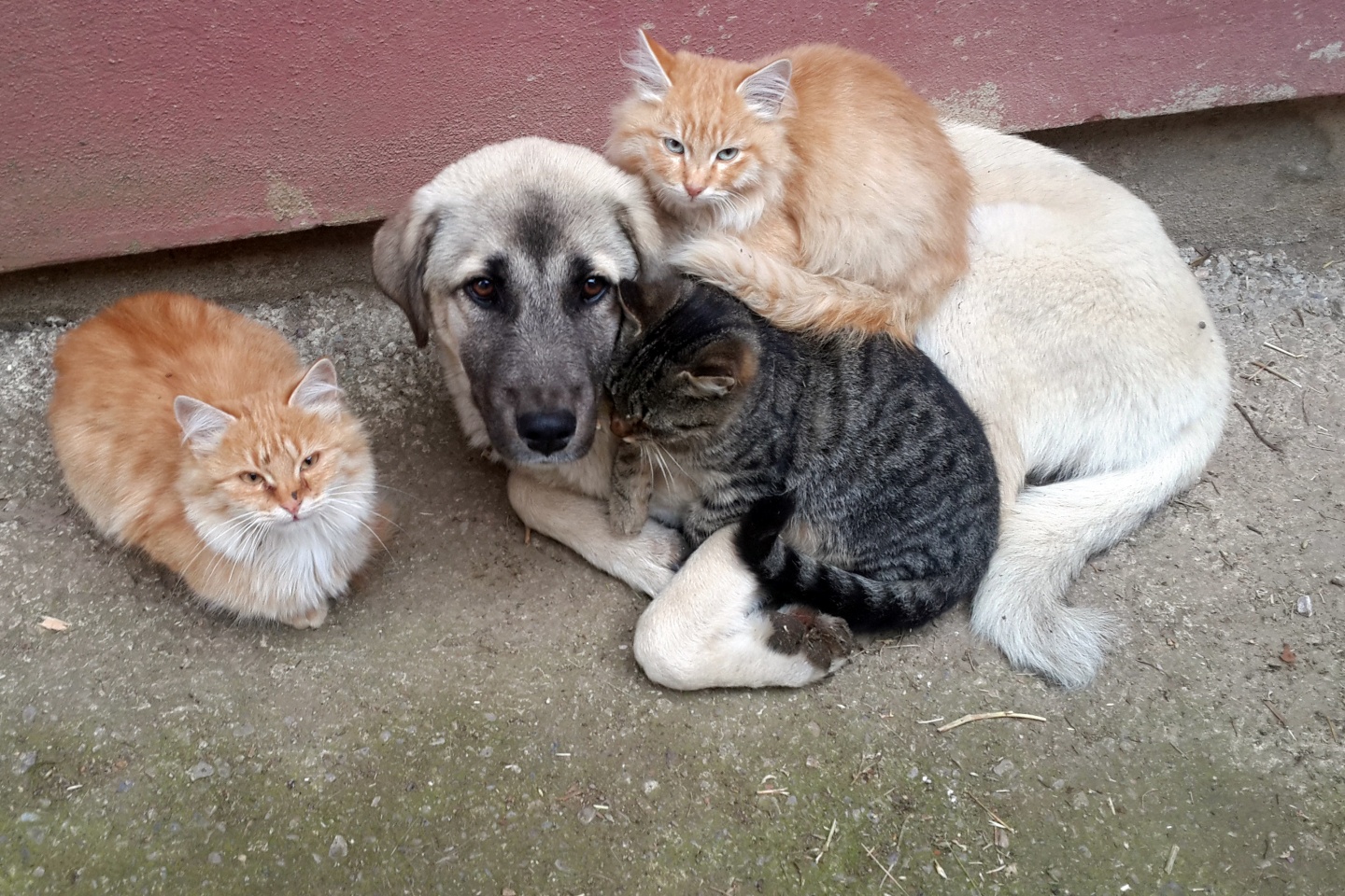 Kedi ile köpeklerin anlamlı dostluğu 6