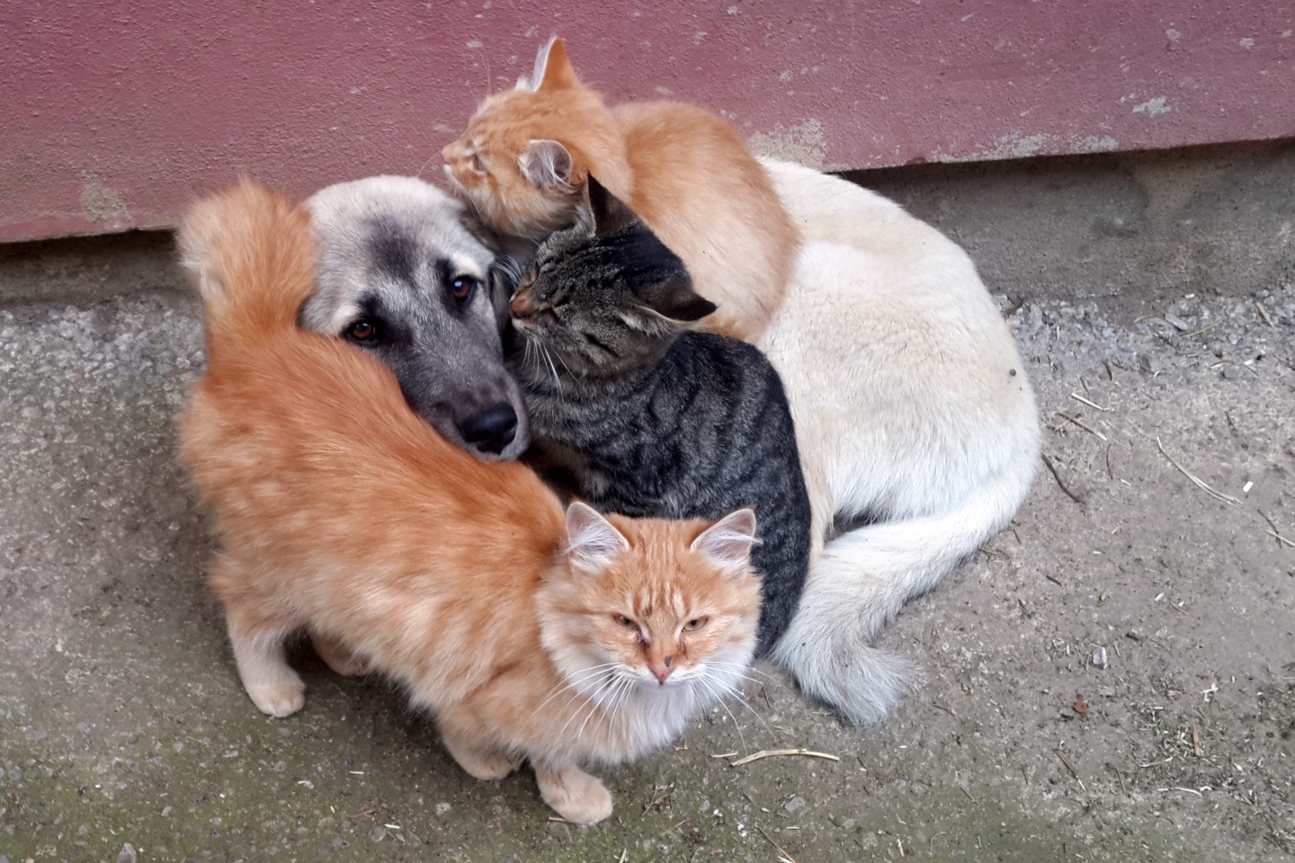 Kedi ile köpeklerin anlamlı dostluğu 5