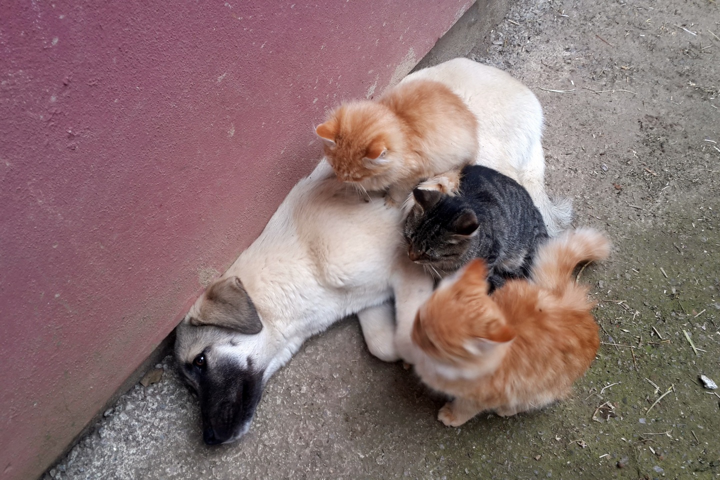 Kedi ile köpeklerin anlamlı dostluğu 3