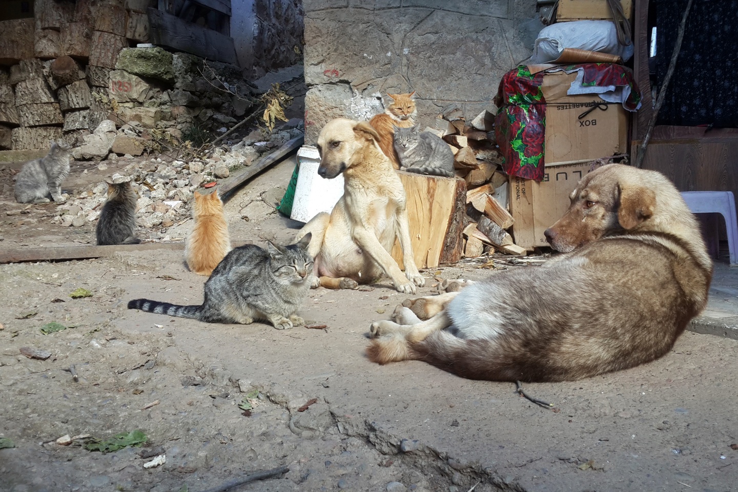 Kedi ile köpeklerin anlamlı dostluğu 2