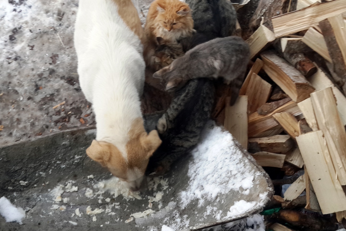 Kedi ile köpeklerin anlamlı dostluğu 1