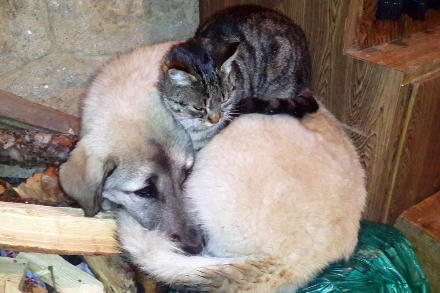 Kedi ile köpeklerin anlamlı dostluğu 7