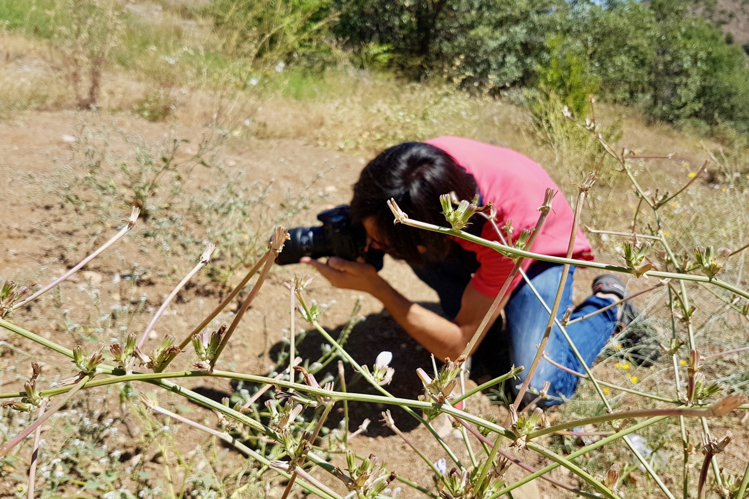 Gümüşhane kelebeklerine yeni bir tür daha eklendi 3