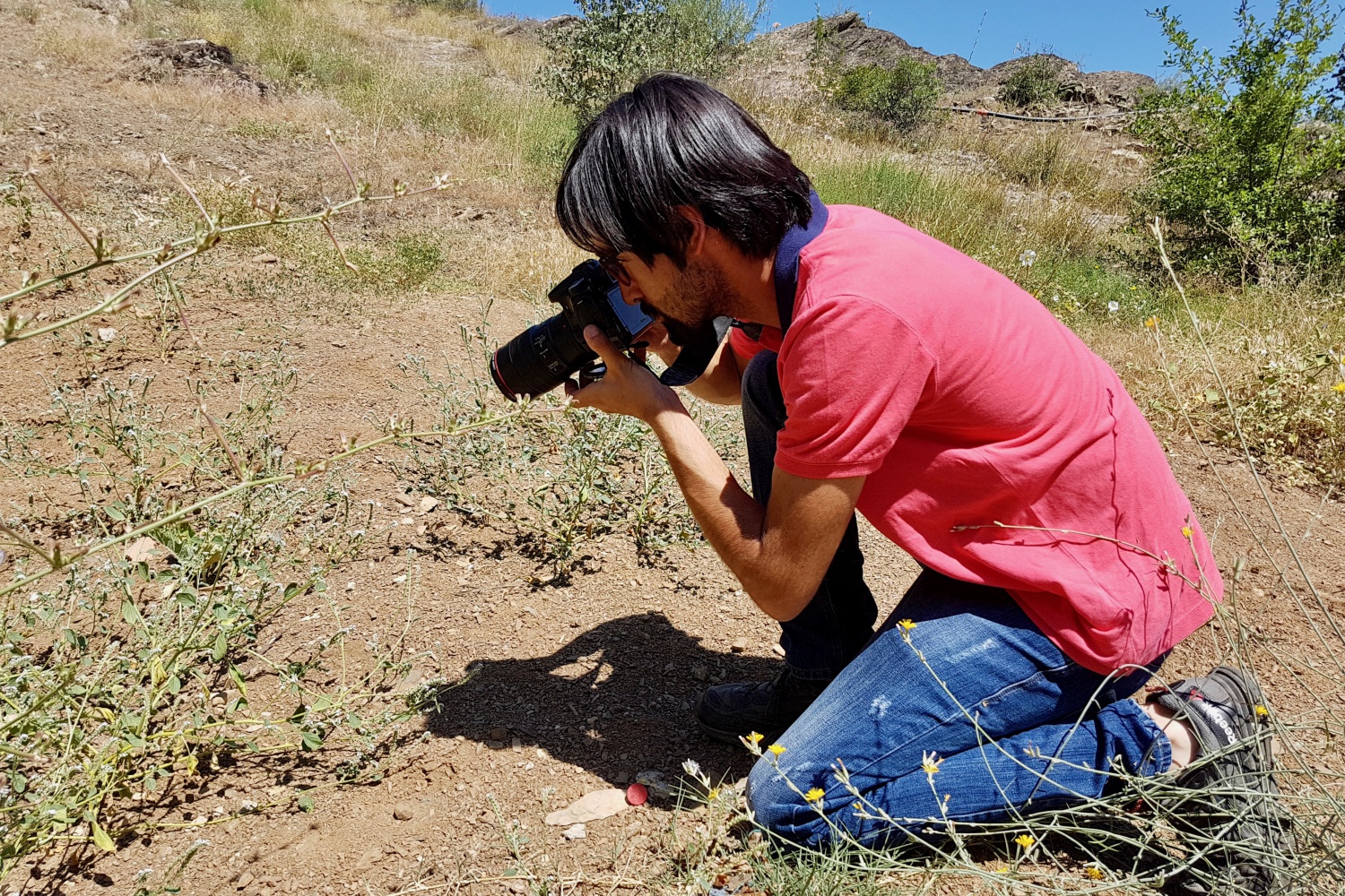 Gümüşhane kelebeklerine yeni bir tür daha eklendi 5