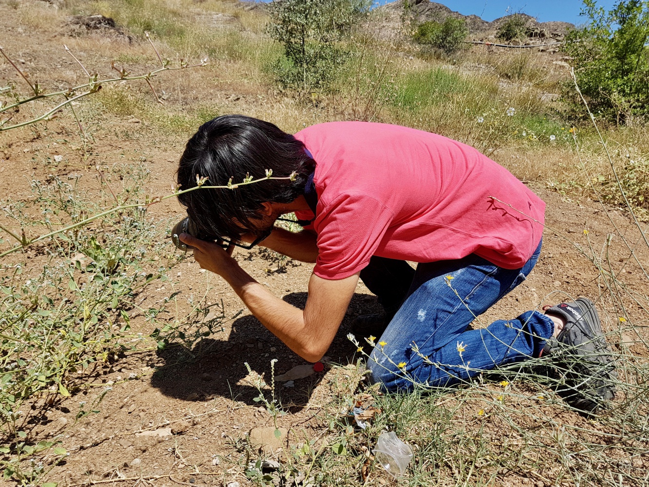 Gümüşhane kelebeklerine yeni bir tür daha eklendi 6