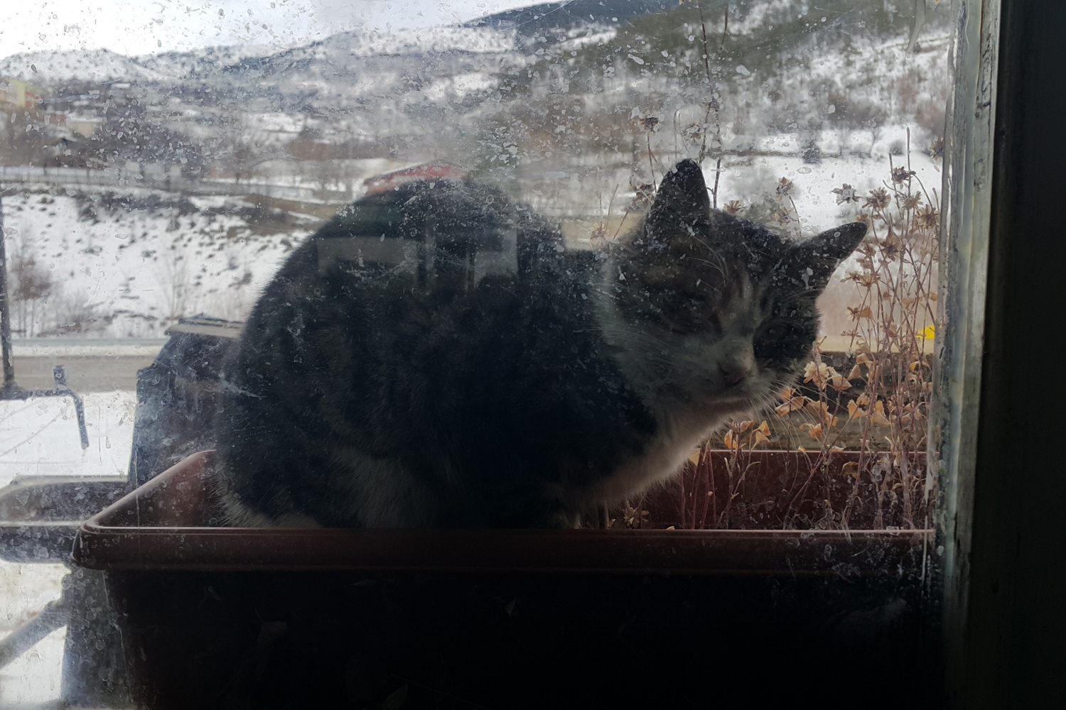 Bu kahvenin maskotu: Nazeker 6