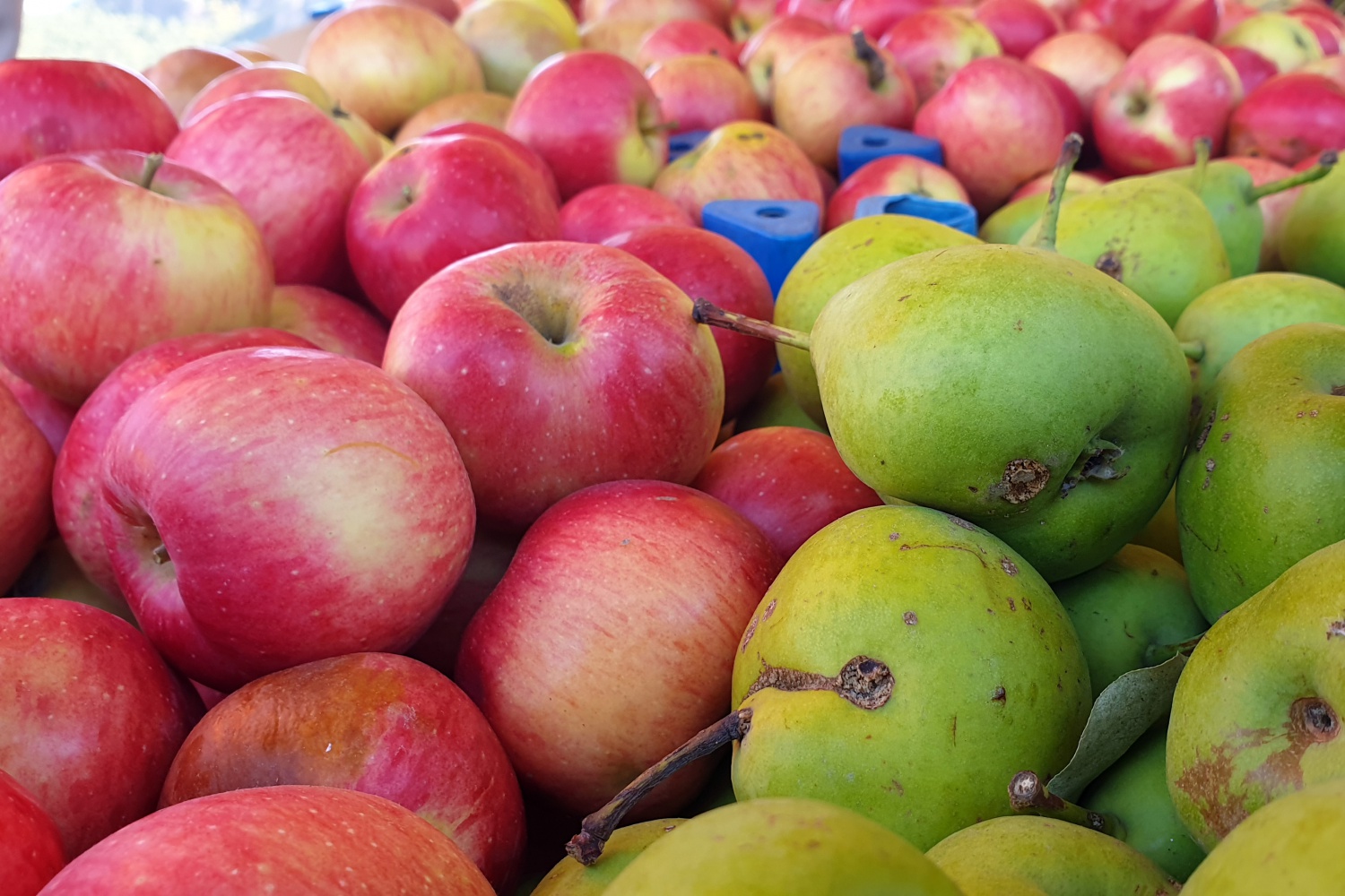 Gümüşhane elmaları hasat edilmeye başlandı 1