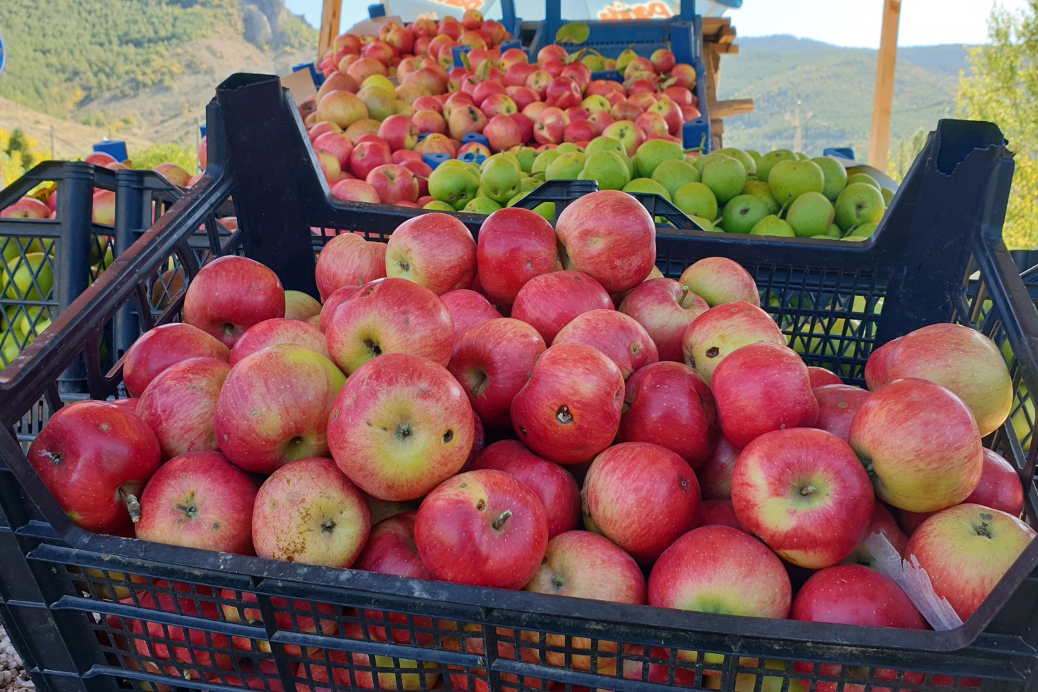Gümüşhane elmaları hasat edilmeye başlandı 5