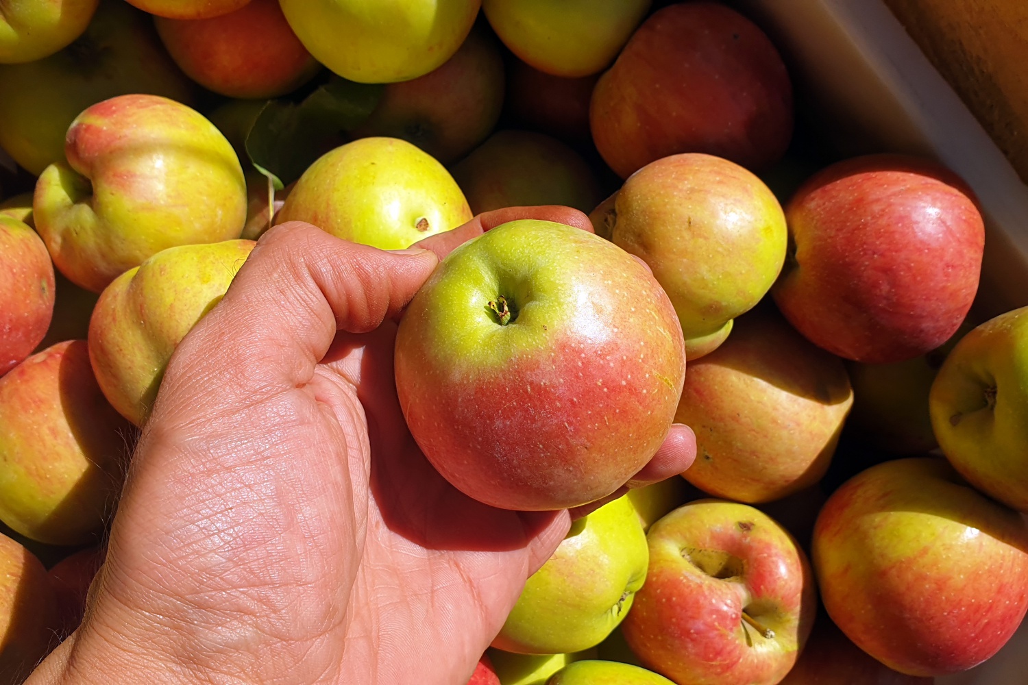 Gümüşhane elmaları hasat edilmeye başlandı 2