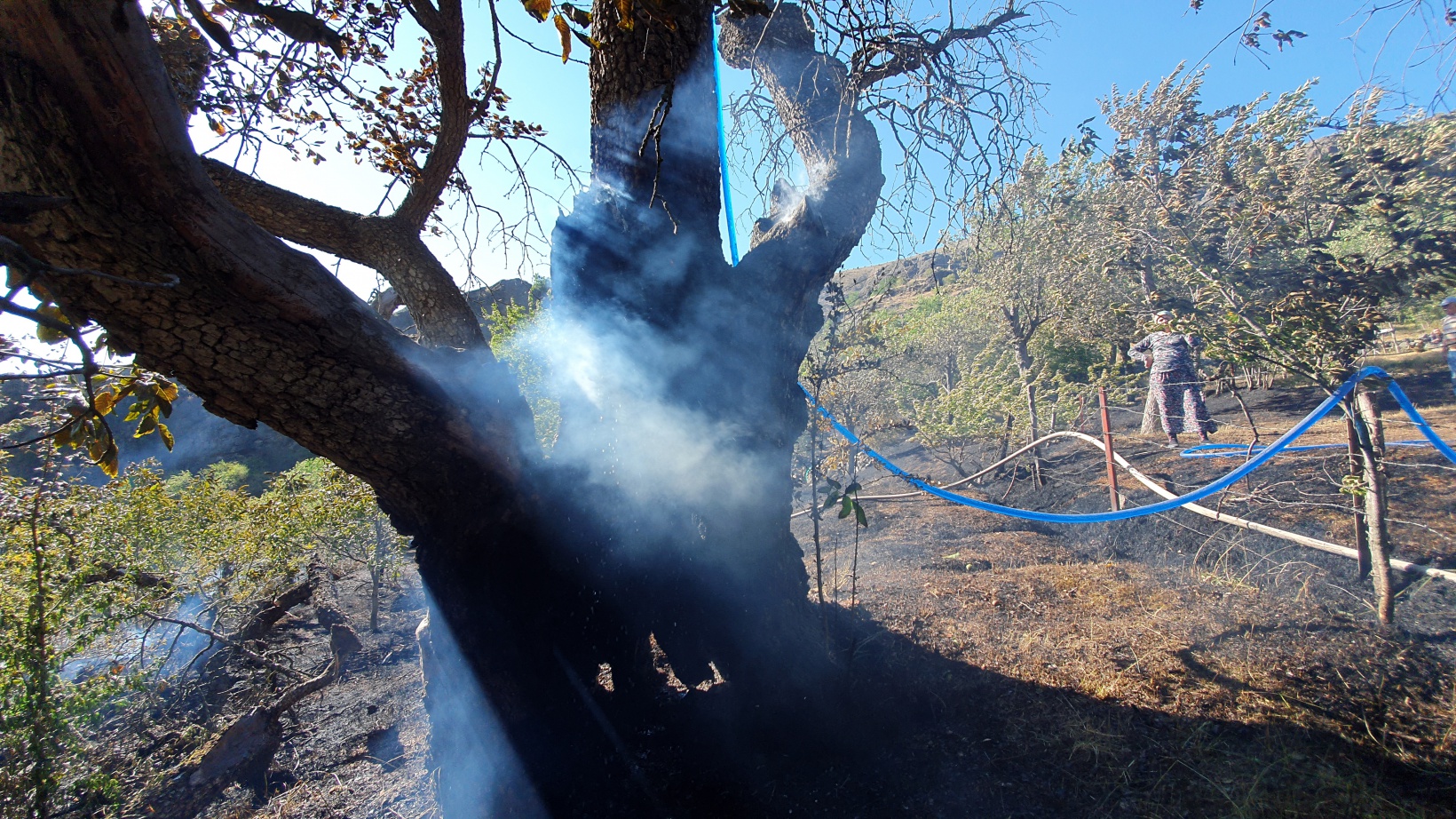 Gümüşhane'deki yangında bahçeler küle döndü 7
