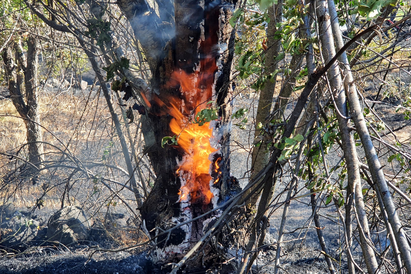 Gümüşhane'deki yangında bahçeler küle döndü 2