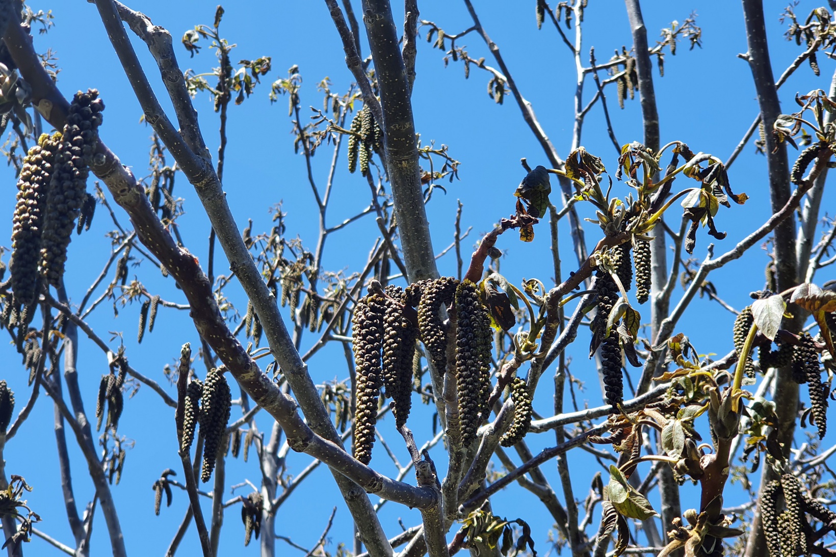 Gümüşhane’yi don vurdu 5