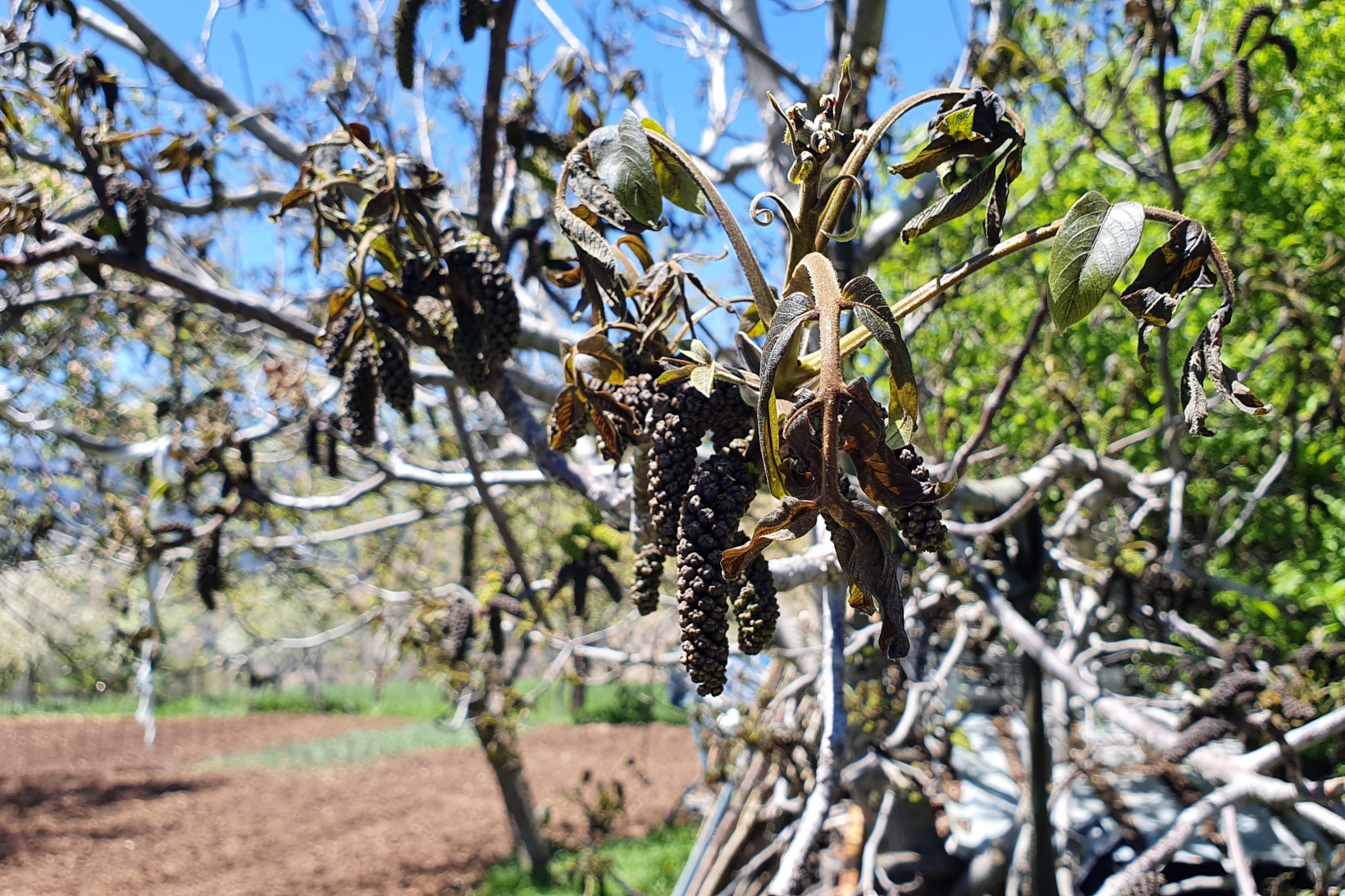 Gümüşhane’yi don vurdu 9
